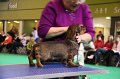 Crufts2010 320